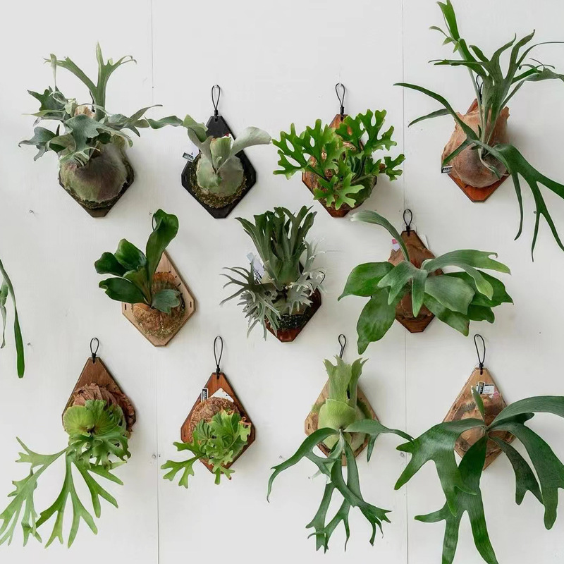 Plant Parent - แผ่นไม้ติดผนังลายเขากวางสำหรับปลูกเดนโดรเบียมและเฟิร์น แผ่นปลูกกล้วยไม้แบบแขวนตกแต่งสวน