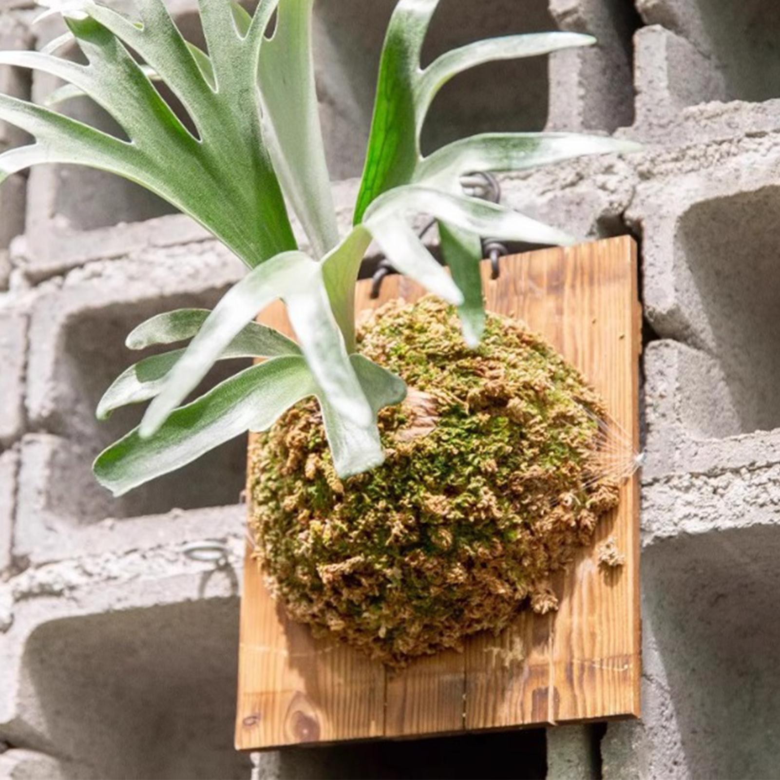 Plant Parent - กระถางแขวนติดผนังลายใบเฟิร์นลายกวาง 1 ชิ้น สำหรับปลูกต้นไม้ในร่ม