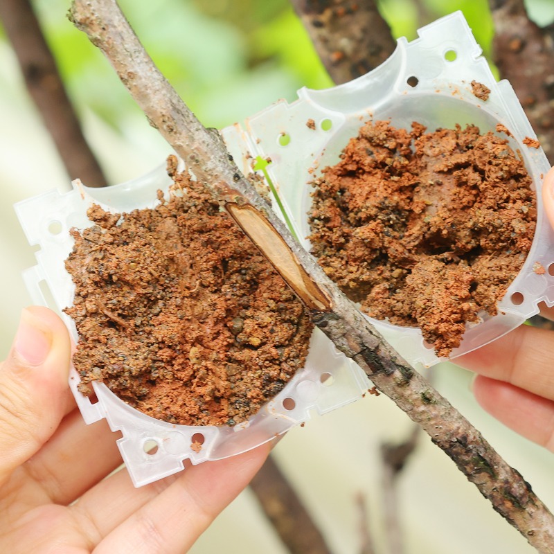 อุปกรณ์ปลูกต้นไม้แบบใช้ซ้ำได้  - Plant Parent บทวิจารณ์และราคา