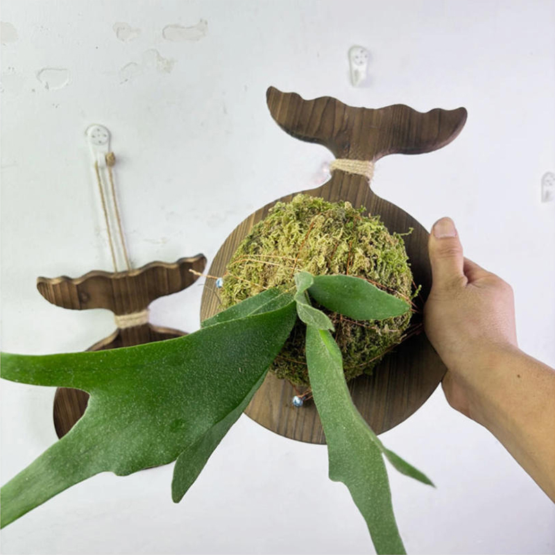 แผ่นไม้ติดผนังลายเขากวางสำหรับ - Plant Parent บทวิจารณ์และราคา