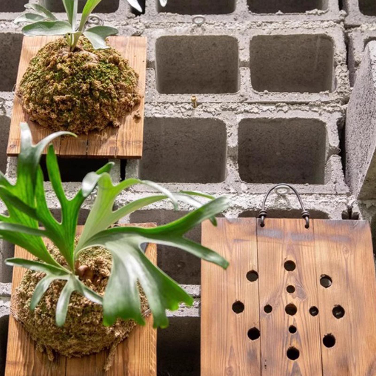 กระถางแขวนติดผนังลายใบเฟิร์นลา - Plant Parent บทวิจารณ์และราคา